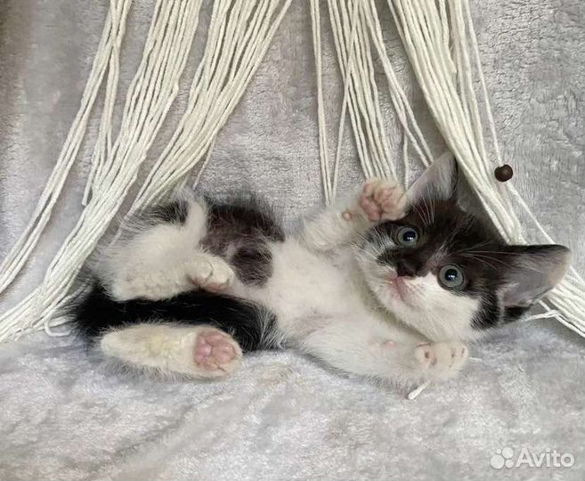 Котенок в добрейшие ручки