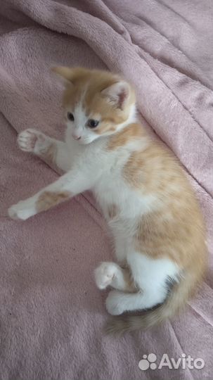 Отдам в добрые руки