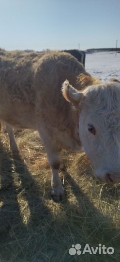 Корова четвёртый год