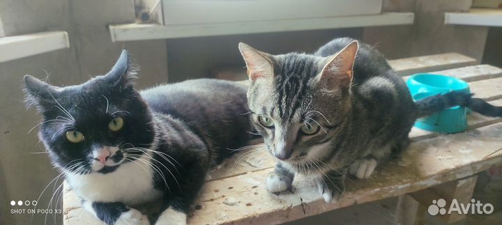 Два питерских пацана (котики)