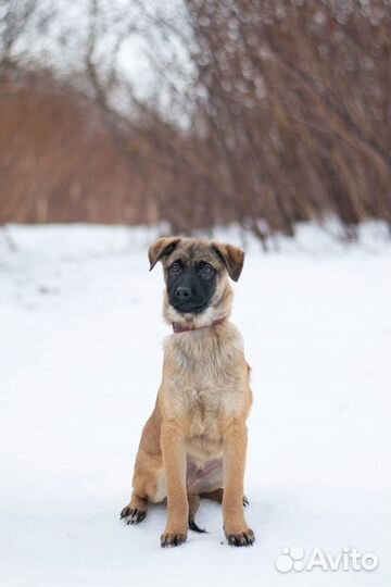 Щенок метис малинуа