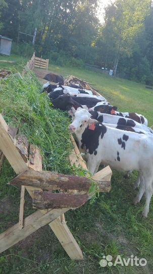 Продам бычков