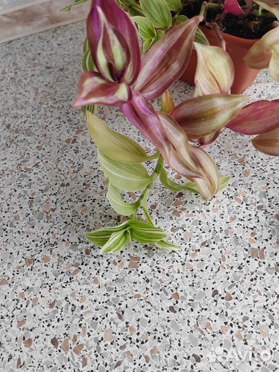 Традесканция