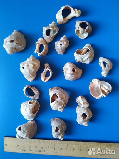 Набор ракушек для творчества/рукоделия