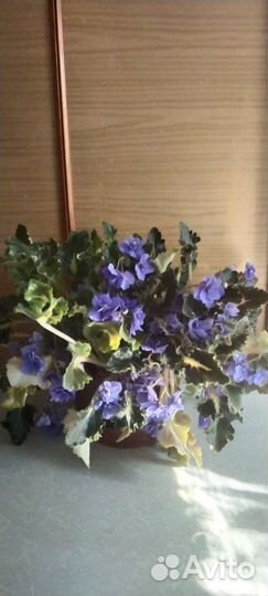 Фиалка взрослая в горшке