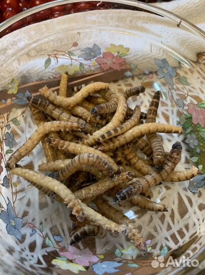 Сверчки, тараканы и черви (заморозка)