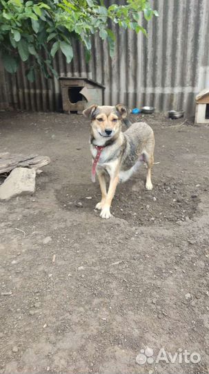 Собака в дар