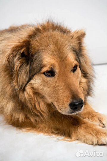 Метис бордер колли бесплатно