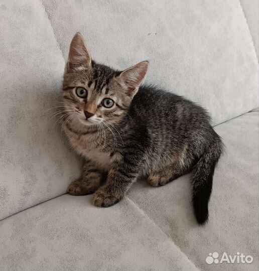 Котята