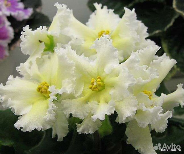 Листья фиалок