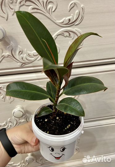 Фикус Мелани