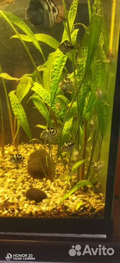 Рыбка сапфировый попугай