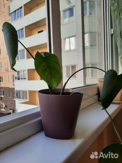 Монстера мини