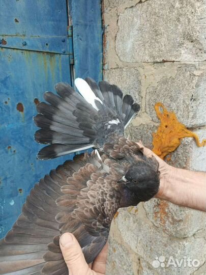 Продажа голубей