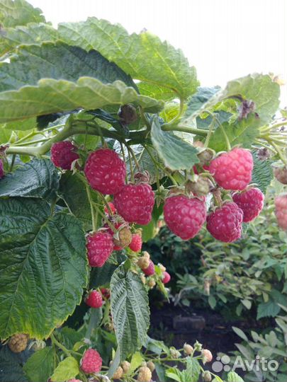 Саженцы малины Новость Кузьмина