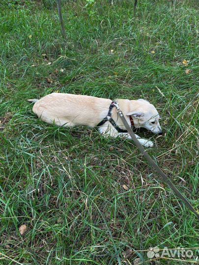 Адель в добрые руки