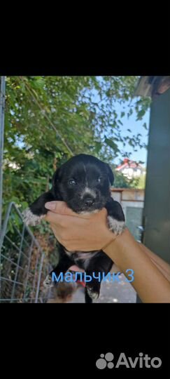 Собака, щенки