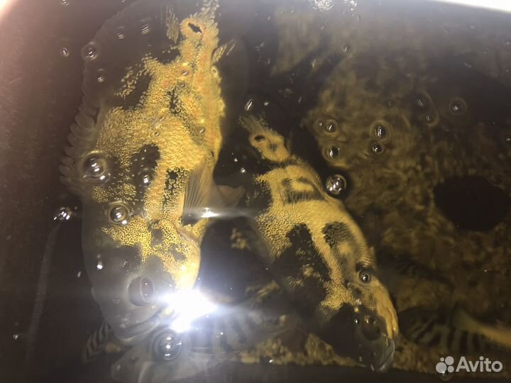 Аквариумные рыбки