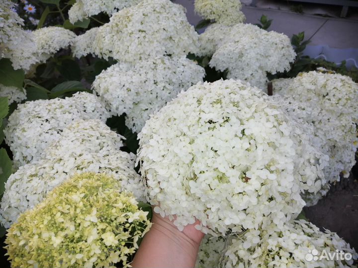 Гортензия на срез в букет