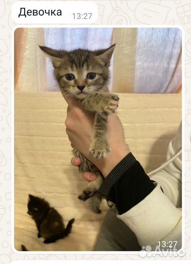 Котята в добрые руки