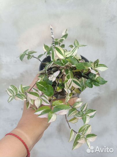 Традесканция yellow hill