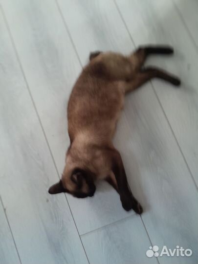 Котята бесплатно
