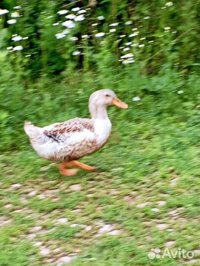 Утка, селезень