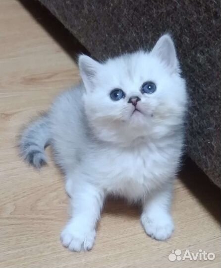 Шотландский кот вязка