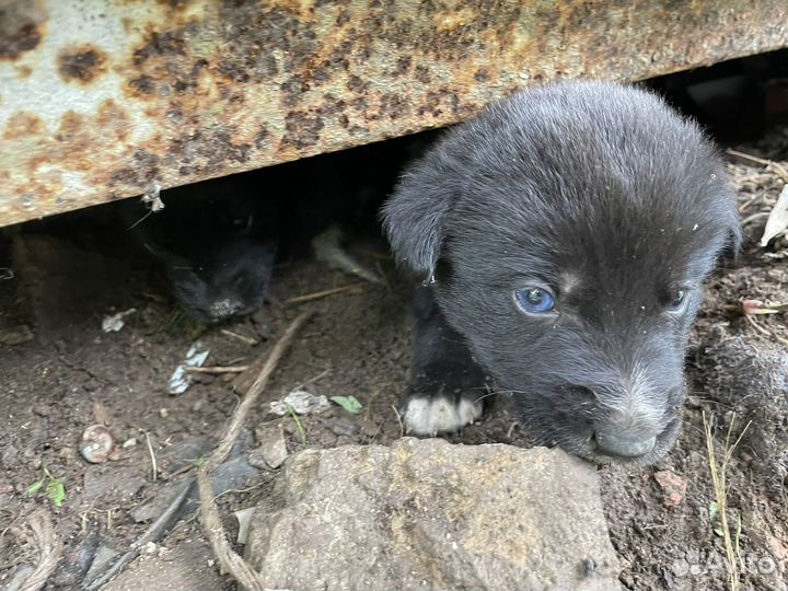 Щенки метисы хаски