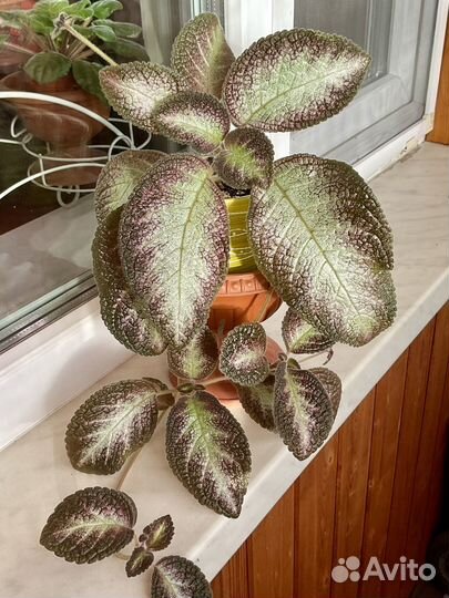 Эписции разные