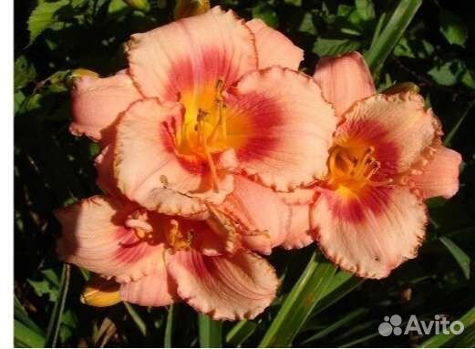 Лилейники сортовые