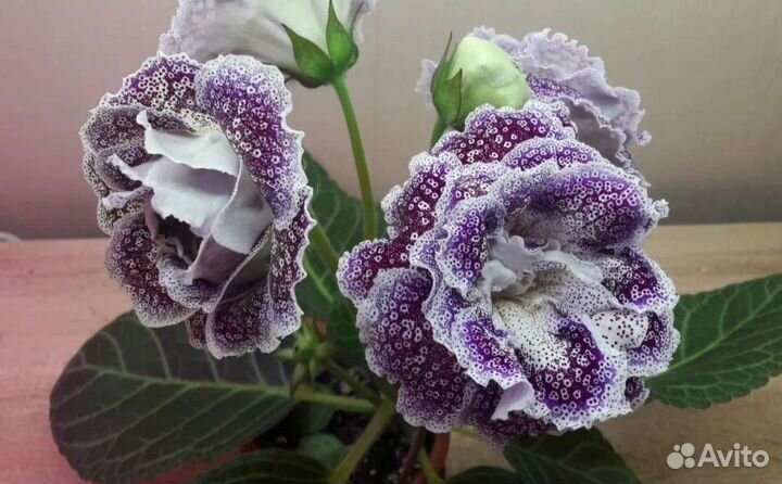 Глоксинии махровые Брокады