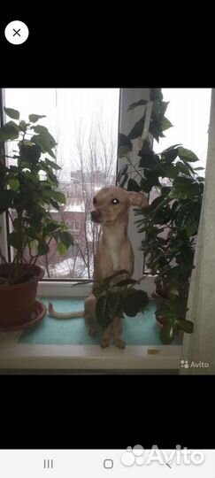 Вязка той-терьер