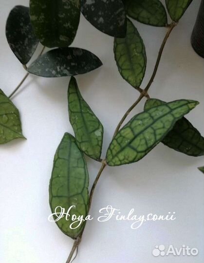 Хойи на срез