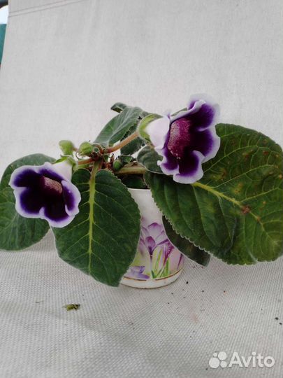 Герань белая. Герань красная. Глоксиния