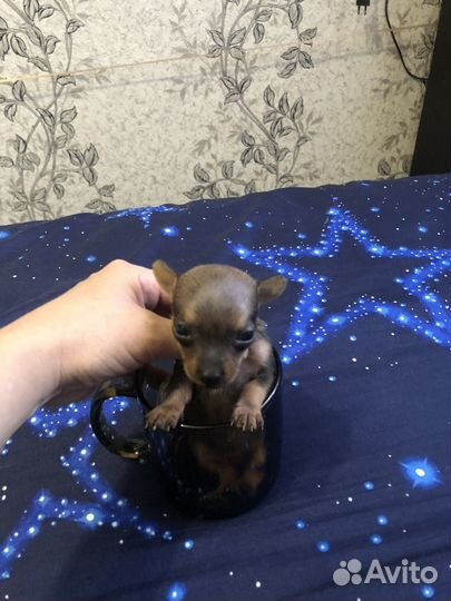 Супер мини тойчики