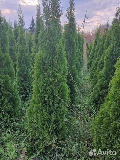 Туи смарагда опт