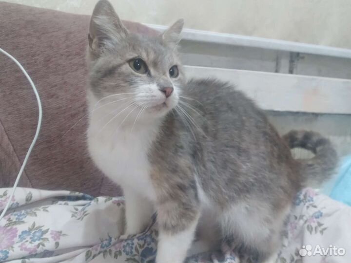 Кошка в добрые руки