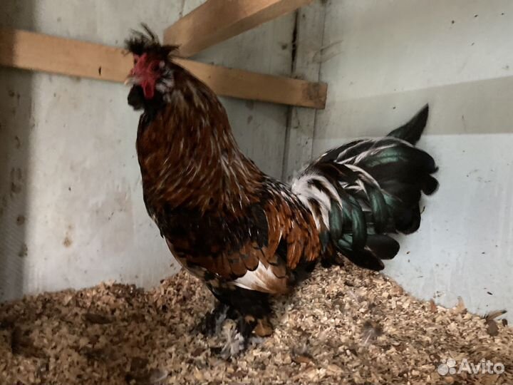 Павловские Молодые петухи