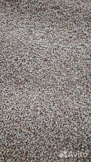 Семена озимой пшеницы