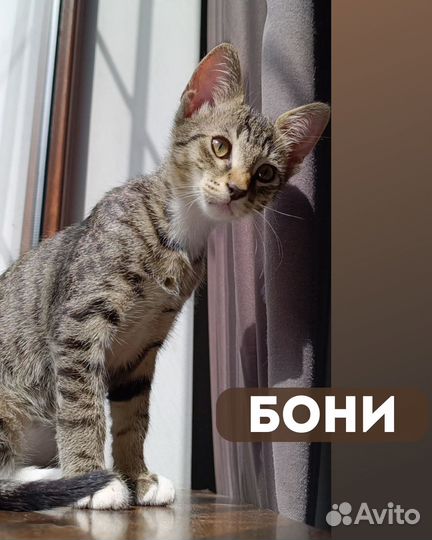 Котенок 4 месяца Настоящий грузинский кот