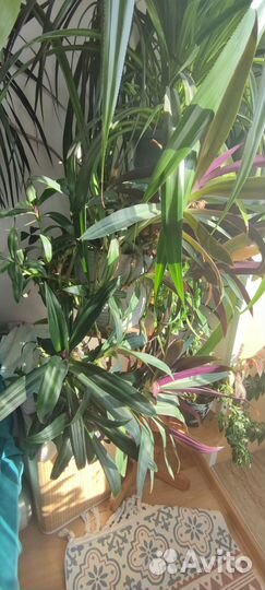Пальма драцена. Рео. Панданус. Герань