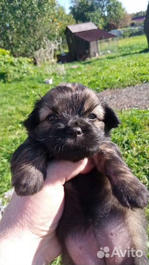 Щенки метисы