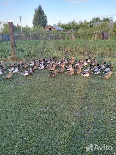 Подсадные утки