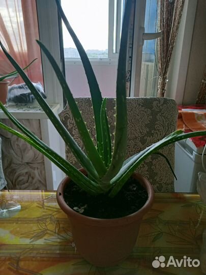 Алоэ Вера растение