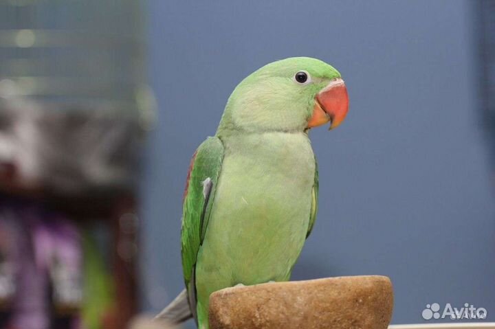 Александрийский попугай ручной птенец