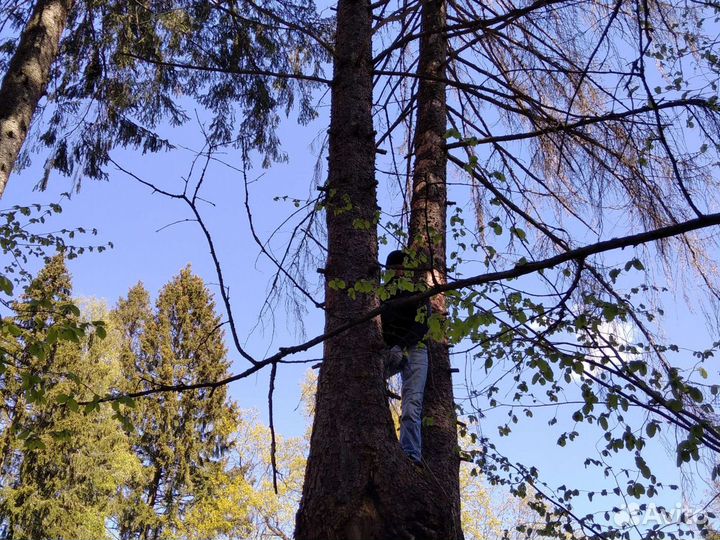 Спил Деревьев