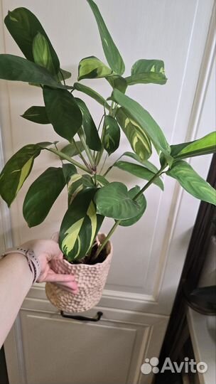 Ктенанта лубберса