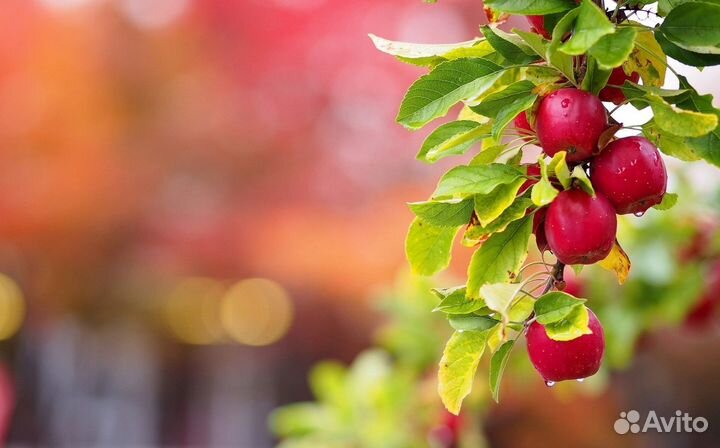 Разнорабочие на сбор яблок в бригаду,от 75000 зп