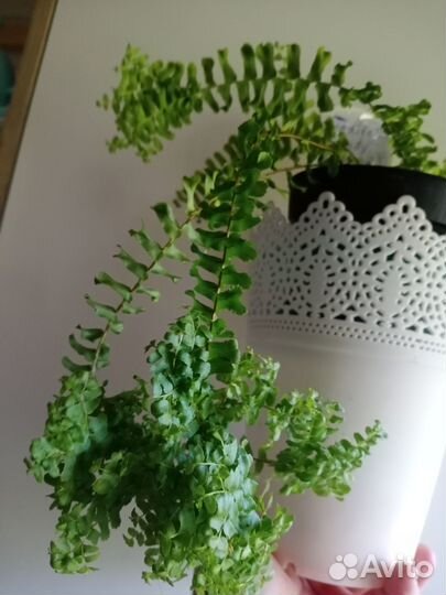 Папоротник нефролепис